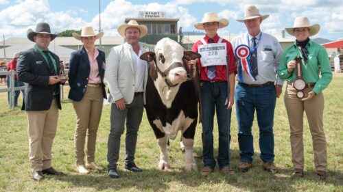 Australische Braford Viehzucht: Geschäftsstartplan für Anfänger