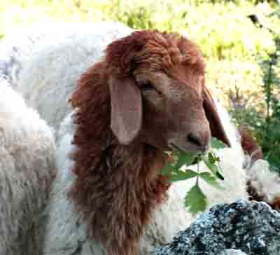 Awassi-Schafe: Eigenschaften, Herkunft, Verwendungen und Rasseinformationen