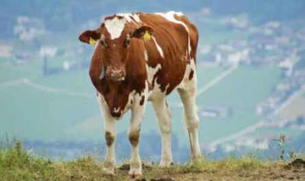 Ayrshire-Rinder Farmen: Geschäftsstartplan für Anfänger