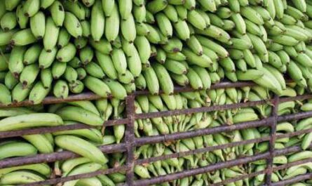 Bananenanbau: Kommerzieller Geschäftsplan zur Erzielung von Gewinnen