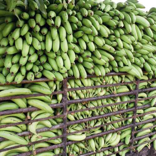 Bananenanbau: Kommerzieller Geschäftsplan zur Erzielung von Gewinnen