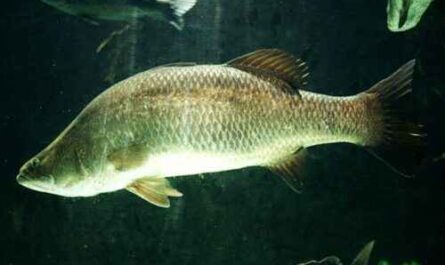 Barramundi-Fische: Eigenschaften, Fütterung, Zucht und vollständige Informationen