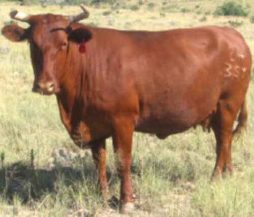 Barzona-Rinder: Eigenschaften, Verwendungen und Rasseinformationen