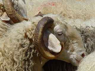 Basco-béarnaise Schaf: Eigenschaften, Verwendung und Rasseinformationen