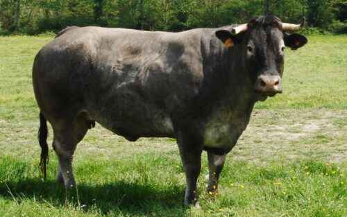 Bazadaise-Rinder: Eigenschaften, Verwendungen und Rasseinformationen