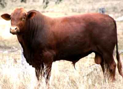 Belmont Red Cattle: Merkmale & Rasseinformationen