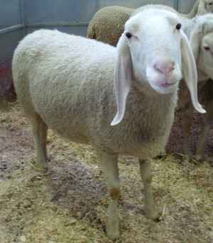 Bergamasca-Schaf: Eigenschaften, Verwendungen und Rasseinformationen