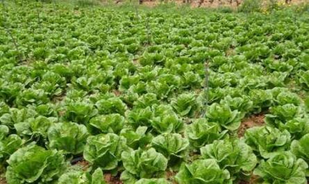 Bergmannssalat anbauen: Wie man Bergmannssalat im Hausgarten anbaut