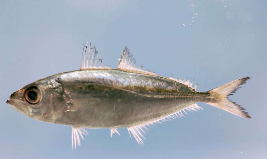 Bigeye Scad Fish: Eigenschaften, Ernährung, Zucht und Verwendung