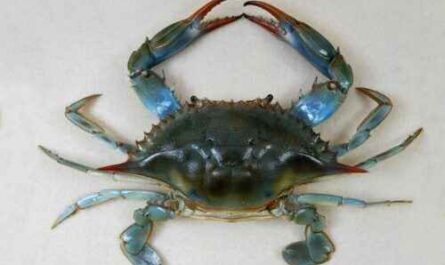 Blaue Krabbe: Eigenschaften, Ernährung, Zucht und Verwendung