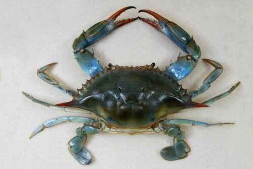 Blaue Krabbe: Eigenschaften, Ernährung, Zucht und Verwendung