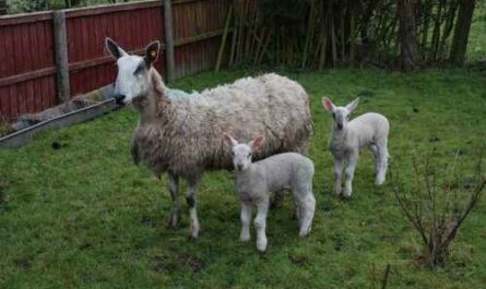 Bluefaced Leicester Sheep: Eigenschaften, Verwendungen und Rasseinformationen