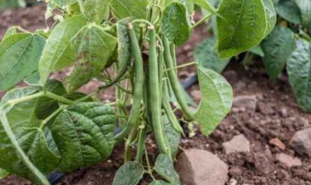 Bohnen anbauen: Bio-Bohnenanbau im Hausgarten