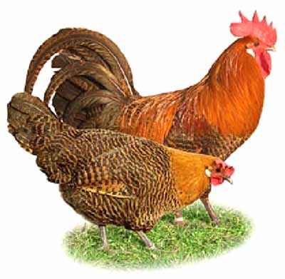 Braekel Hühnerhaltung: Geschäftsstartplan für Anfänger