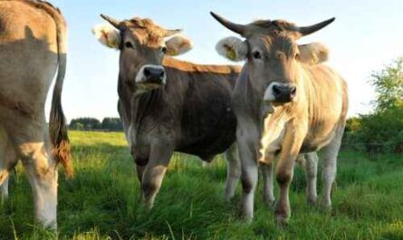 Braunvieh-Rinder: Eigenschaften, Verwendungen und Rasseinformationen