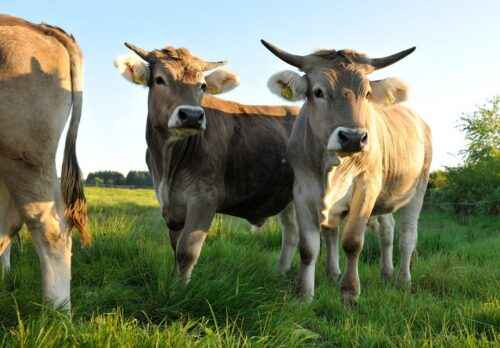 Braunvieh-Rinder: Eigenschaften, Verwendungen und Rasseinformationen