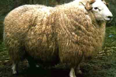 Brecknock Hill Cheviot-Schaf: Eigenschaften, Verwendung und Rasseinformationen