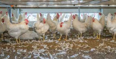 Broiler Geflügelstall: Wie man einen Unterschlupf für Fleischhühner baut