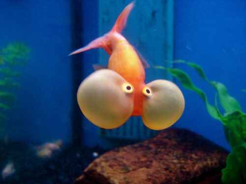 Blase Auge Goldfisch: Eigenschaften, Ernährung, Zucht und Verwendung