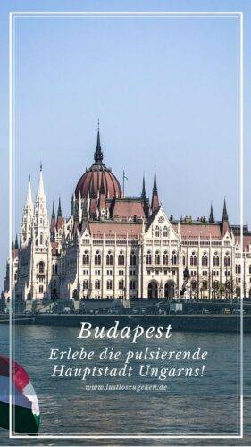 Budapest Überflieger: Merkmale & Rasseinformationen