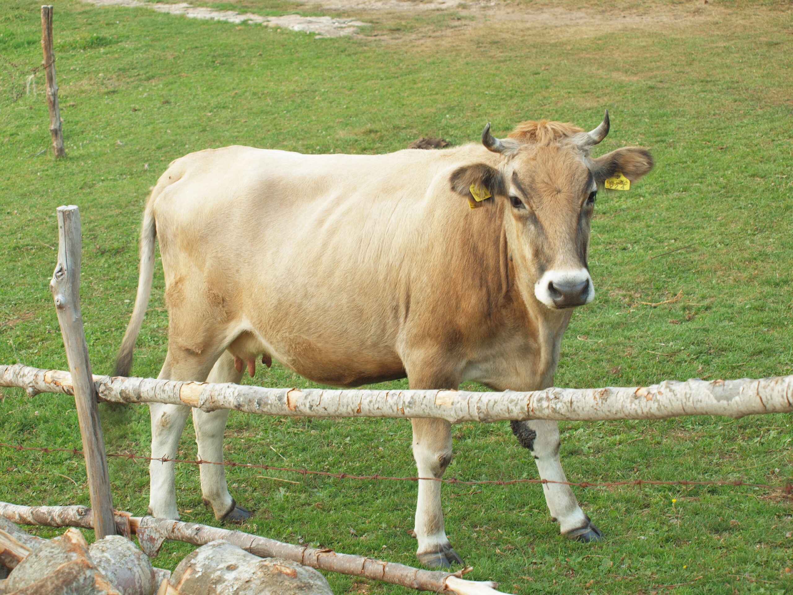 Busa-Rinder: Eigenschaften, Verwendungen und Rasseinformationen