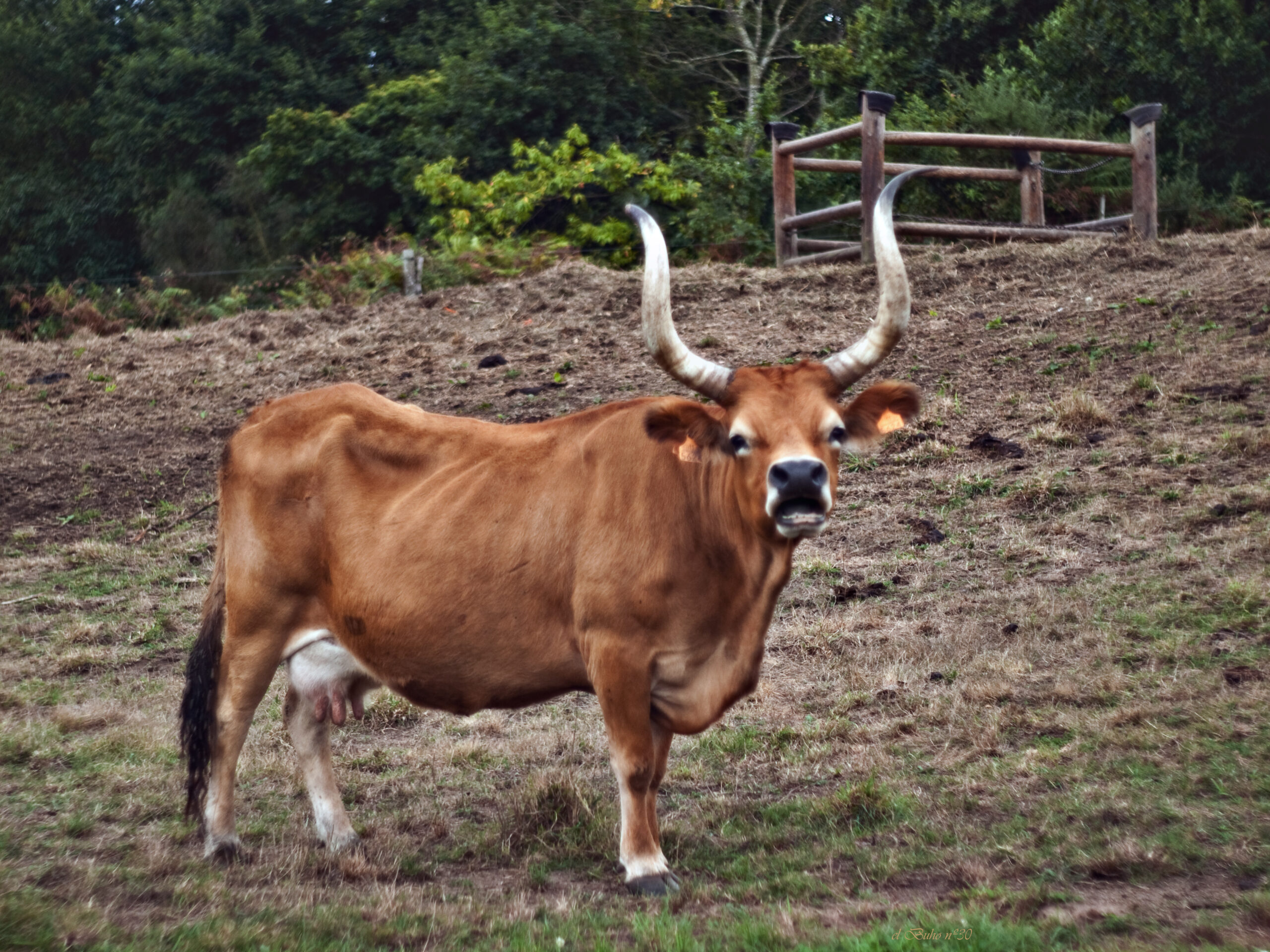 Cachena-Rinder: Eigenschaften, Verwendungen und Rasseinformationen