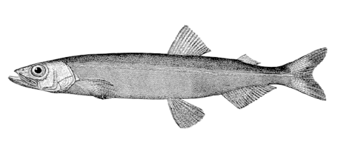 Capelin-Fisch: Eigenschaften, Ernährung, Zucht und Verwendung