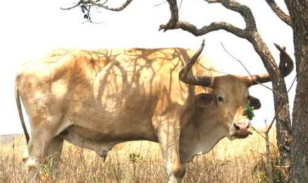 Caracu-Rinder: Eigenschaften, Verwendungen und Rasseinformationen