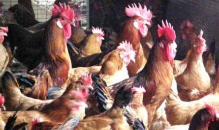 Catalana Hühnerzucht: Geschäftsstartplan für Anfänger