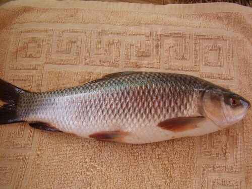 Catla-Fisch: Eigenschaften, Fütterung, Zucht und vollständige Informationen