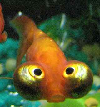 Celestial Eye Goldfish: Eigenschaften, Ernährung, Zucht und Verwendung