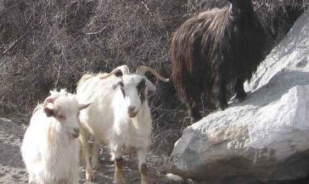 Changthangi-Ziege: Merkmale, Herkunft, Verwendungen und vollständige Informationen zur Rasse