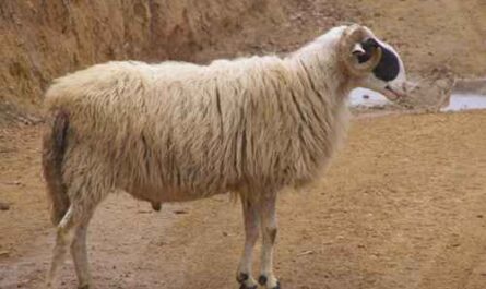Chios-Schaf: Eigenschaften, Herkunft, Verwendungen und Rasseinformationen
