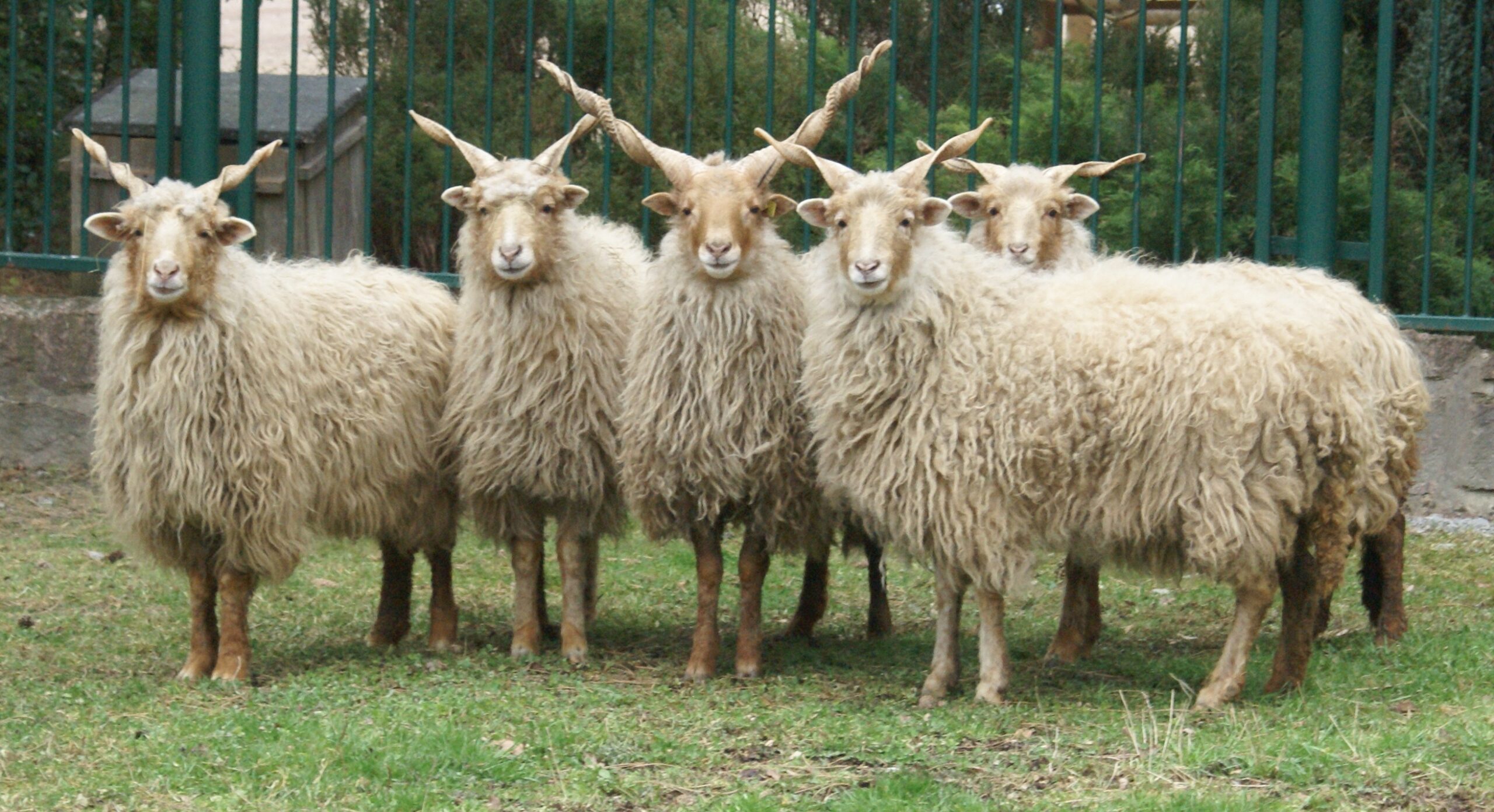 Cholistani-Schaf: Eigenschaften, Herkunft, Verwendung und Rasseinformationen
