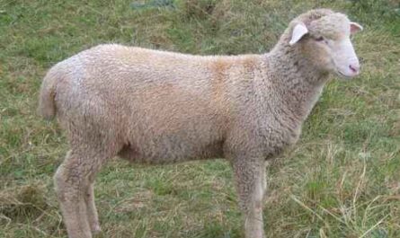 Columbia Sheep: Eigenschaften, Herkunft, Verwendung und Rasseinformationen