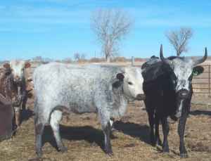 Corriente Rinder: Eigenschaften, Verwendungen und Rasseinformationen