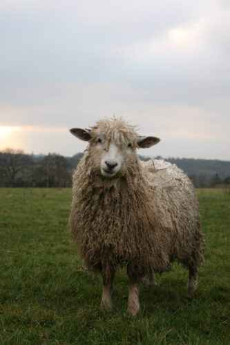 Cotswold-Schafe: Eigenschaften, Herkunft, Verwendungen und Rasseinformationen
