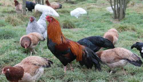Himalaya Hühnerzucht: Geschäftsstartplan für Anfänger