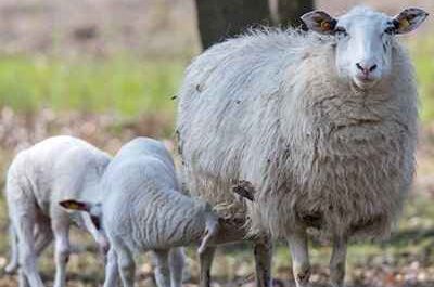 Dänisches Landrassen-Schaf: Eigenschaften, Verwendungen und Rasseinformationen