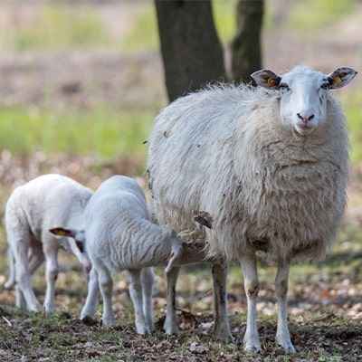 Dänisches Landrassen-Schaf: Eigenschaften, Verwendungen und Rasseinformationen