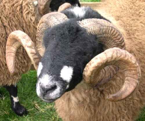 Dalesbred Sheep: Eigenschaften, Herkunft, Verwendung und Rasseinformationen