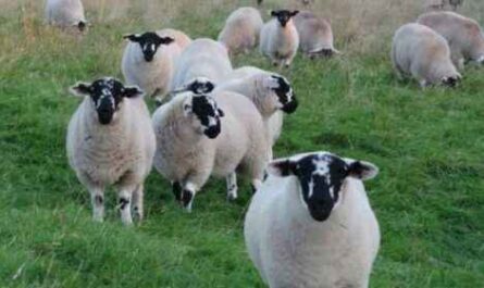 Derbyshire Gritstone Schafe: Eigenschaften, Verwendungen und Rasseinformationen