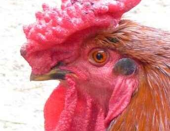 Derbyshire Rote Kappe Huhn: Merkmale und Informationen zur vollständigen Rasse