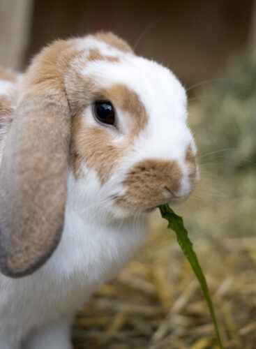 Deutsches Lop-Kaninchen: Eigenschaften, Verwendungen und vollständige Informationen zur Rasse