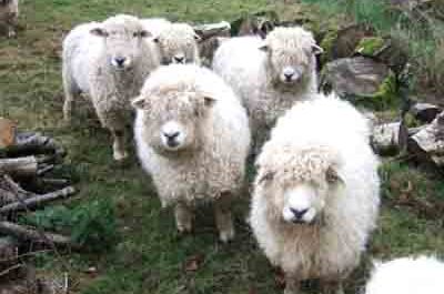 Devon Longwoolled Schafe: Eigenschaften, Verwendungen und Rasseinformationen