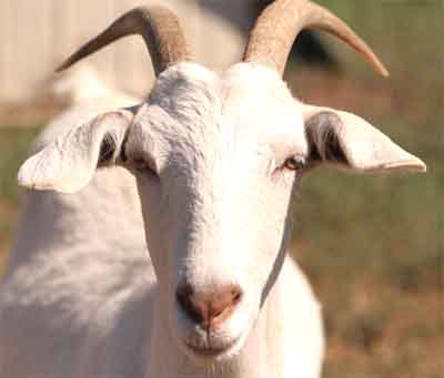 Don Goat: Eigenschaften, Verwendungen und vollständige Informationen zur Rasse