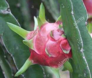 Drachenfruchtanbau: Pitaya-Anbau für Anfänger