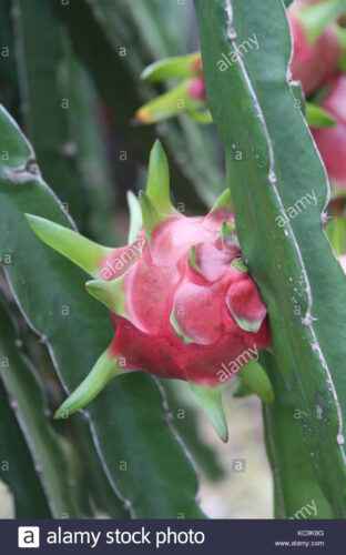 Drachenfruchtanbau: Pitaya-Anbau für Anfänger
