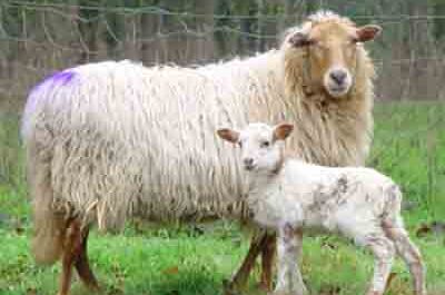 Drenthe Heath Sheep: Eigenschaften, Verwendungen und Rasseinformationen