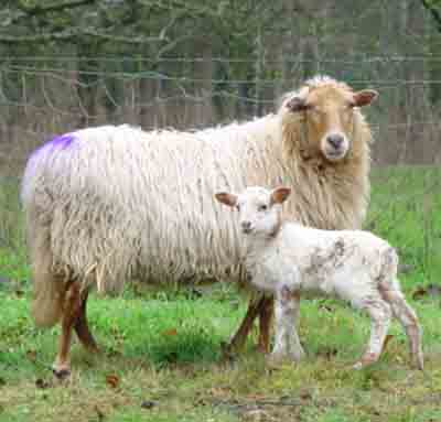 Drenthe Heath Sheep: Eigenschaften, Verwendungen und Rasseinformationen